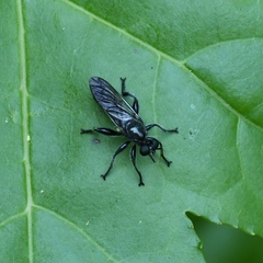 Laphria canis