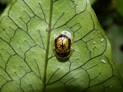Microctenochira nigrocincta