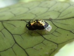 Microctenochira nigrocincta