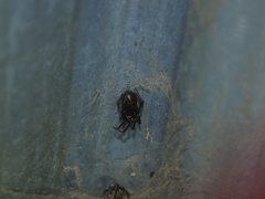 Steatoda borealis