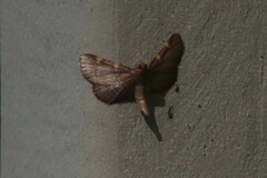 Hypsopygia