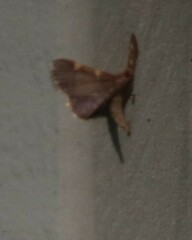 Hypsopygia