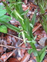 Platanthera brevifolia