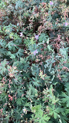 Geranium pratense