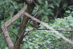 Pipilo maculatus macronyx