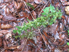 Platanthera brevifolia
