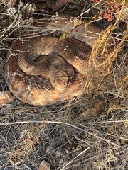 Crotalus ruber