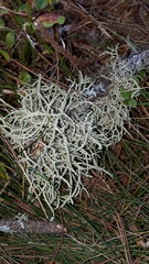 Evernia mesomorpha