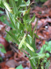 Platanthera brevifolia