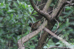 Pipilo maculatus macronyx