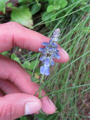 Salvia lavanduloides