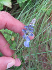 Salvia lavanduloides