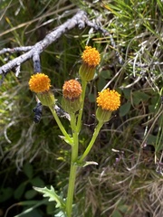 Packera pauciflora