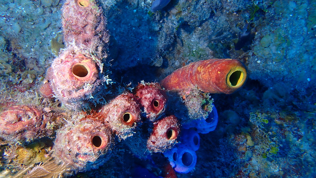 Convoluted Barrel Sponge