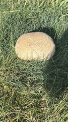 Calvatia craniiformis