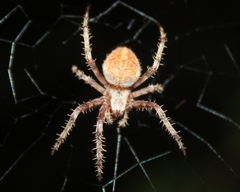 Neoscona