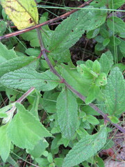 Salvia lavanduloides