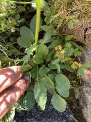 Packera pauciflora