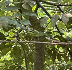 Bronchocela cristatella