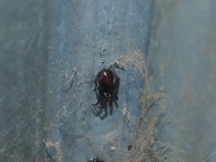 Steatoda borealis