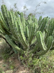 Myrtillocactus geometrizans