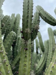Myrtillocactus geometrizans