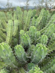 Myrtillocactus geometrizans