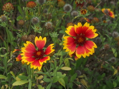 Gaillardia pulchella