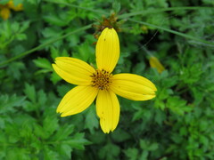 Bidens ostruthioides