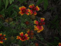 Gaillardia pulchella