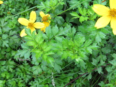 Bidens ostruthioides