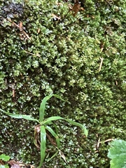 Aulacomnium androgynum