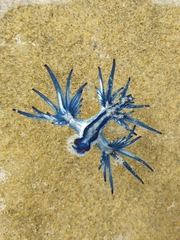 Glaucus atlanticus