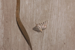 Conchylodes ovulalis