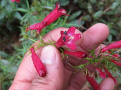 Penstemon roseus