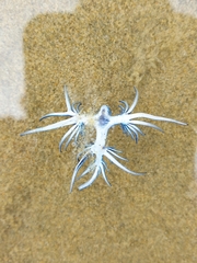 Glaucus atlanticus