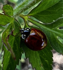 Cycloneda sanguinea