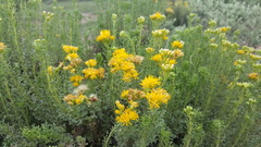 Isocoma hartwegii
