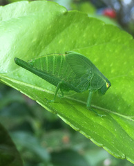 Tettigoniidae