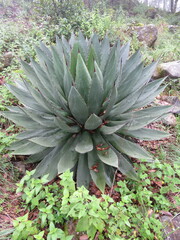Agave ×