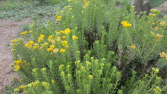 Isocoma hartwegii