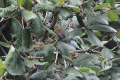 Oreothlypis superciliosa