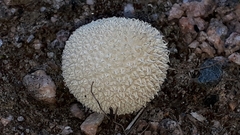 Lycoperdon marginatum