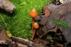 Entoloma quadratum