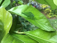 Tettigoniidae