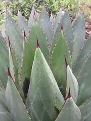 Agave ×