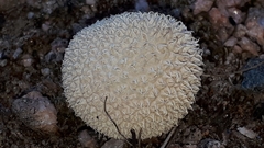 Lycoperdon marginatum