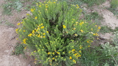 Isocoma hartwegii