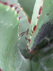 Mischocyttarus mexicanus