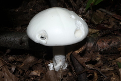 Phalloideae